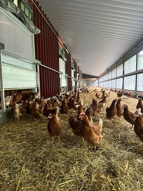 Luomu kananmuna 30kpl, avokenno