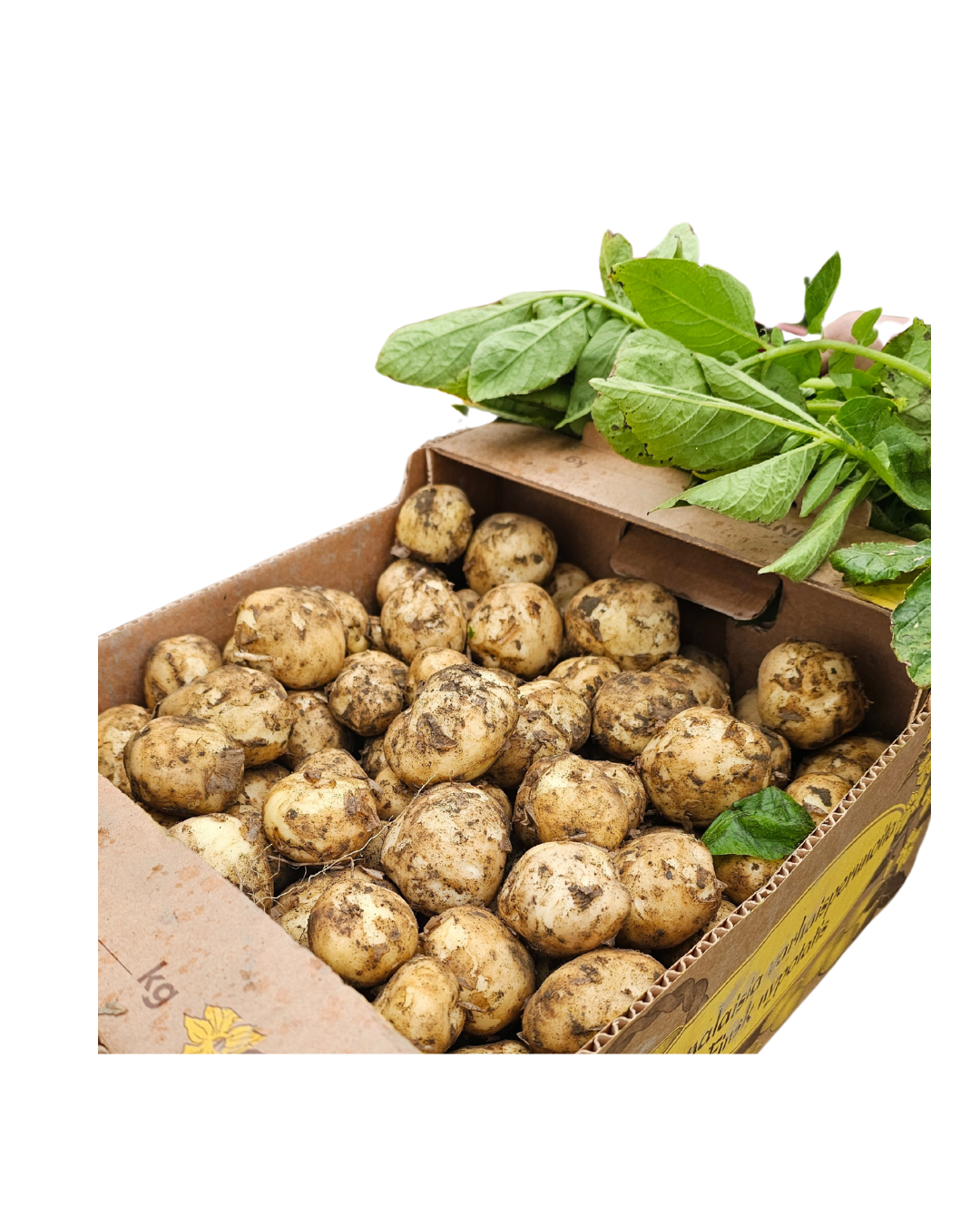 Varhaisperuna 1kg