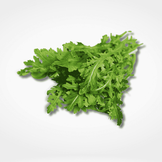 Rucola